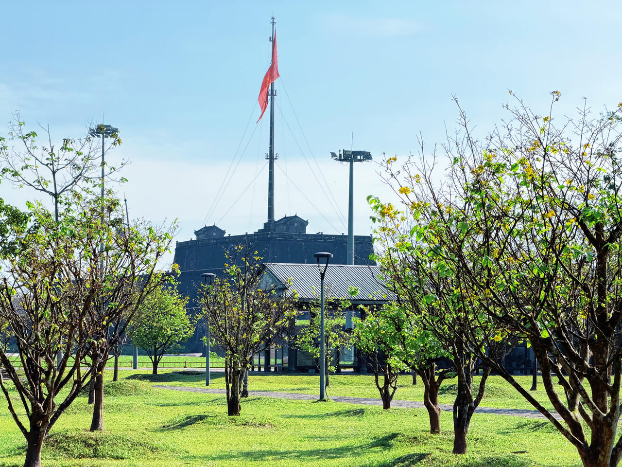 Hoàng mai Huế khoe sắc, báo hiệu xuân về trên cố đô