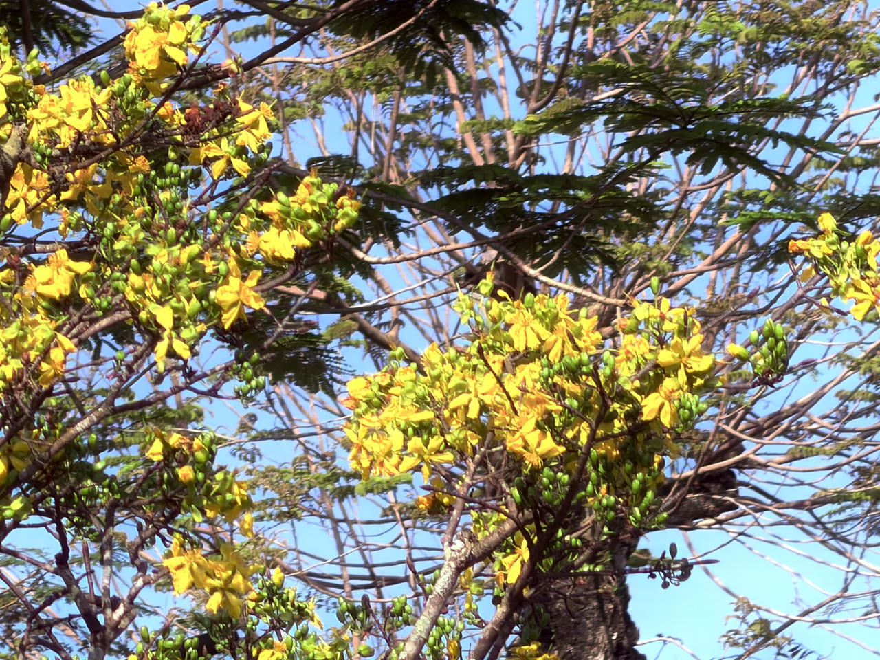 Hoàng mai Huế khoe sắc, báo hiệu xuân về trên cố đô