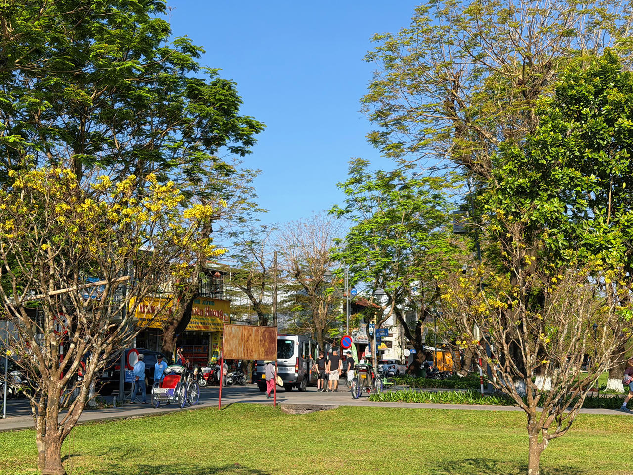 Hoàng mai Huế khoe sắc, báo hiệu xuân về trên cố đô