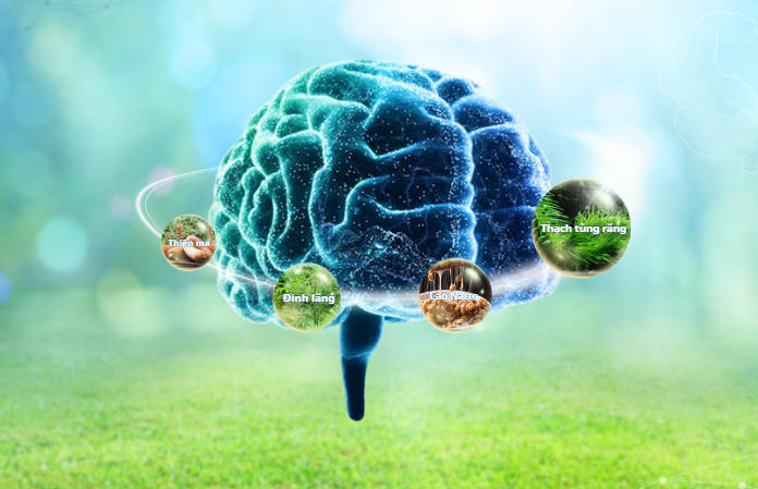 Sự kết hợp giữa thảo dược thạch tùng răng – đinh lăng – thiên ma – cao natto mang đến tác động toàn diện lên não bộ