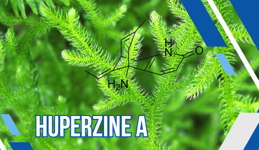 Thạch tùng răng chứa “Huperzine A” giúp hỗ trợ tăng cường dẫn truyền thần kinh, cải thiện tình trạng rối loạn nhận thức