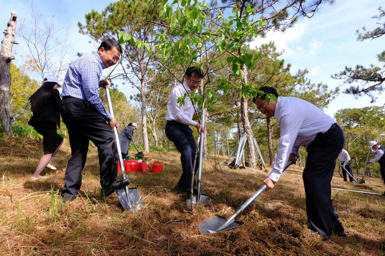 Để hoa mai anh đào tô hồng thêm phố núi Đà Lạt