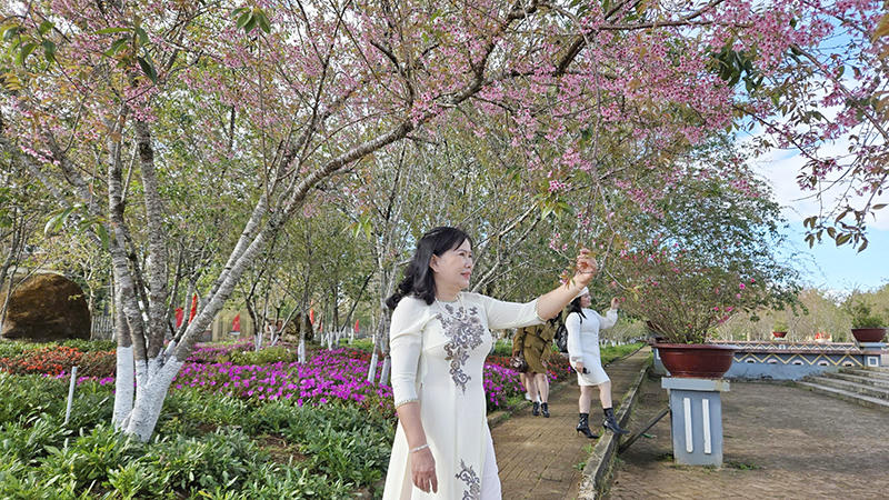 Mai anh đào nở rộ trước thềm Tết, Măng Đen hút khách du lịch