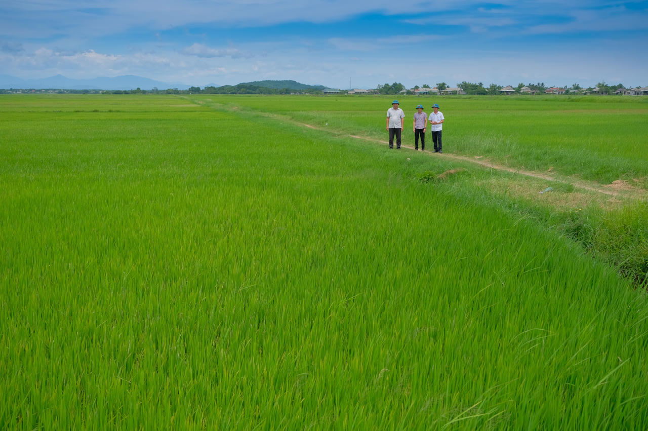 Cánh đồng lúa xanh mướt của HTX Dịch vụ nông nghiệp Đặng Xá.