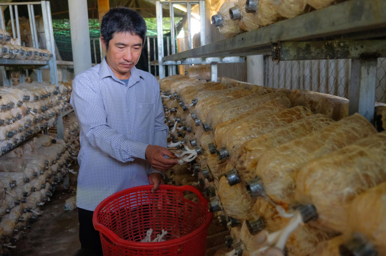 Anh Trần Văn Linh (Bí thư Chi bộ thôn Huỳnh Thượng) thu hoạch nấm.