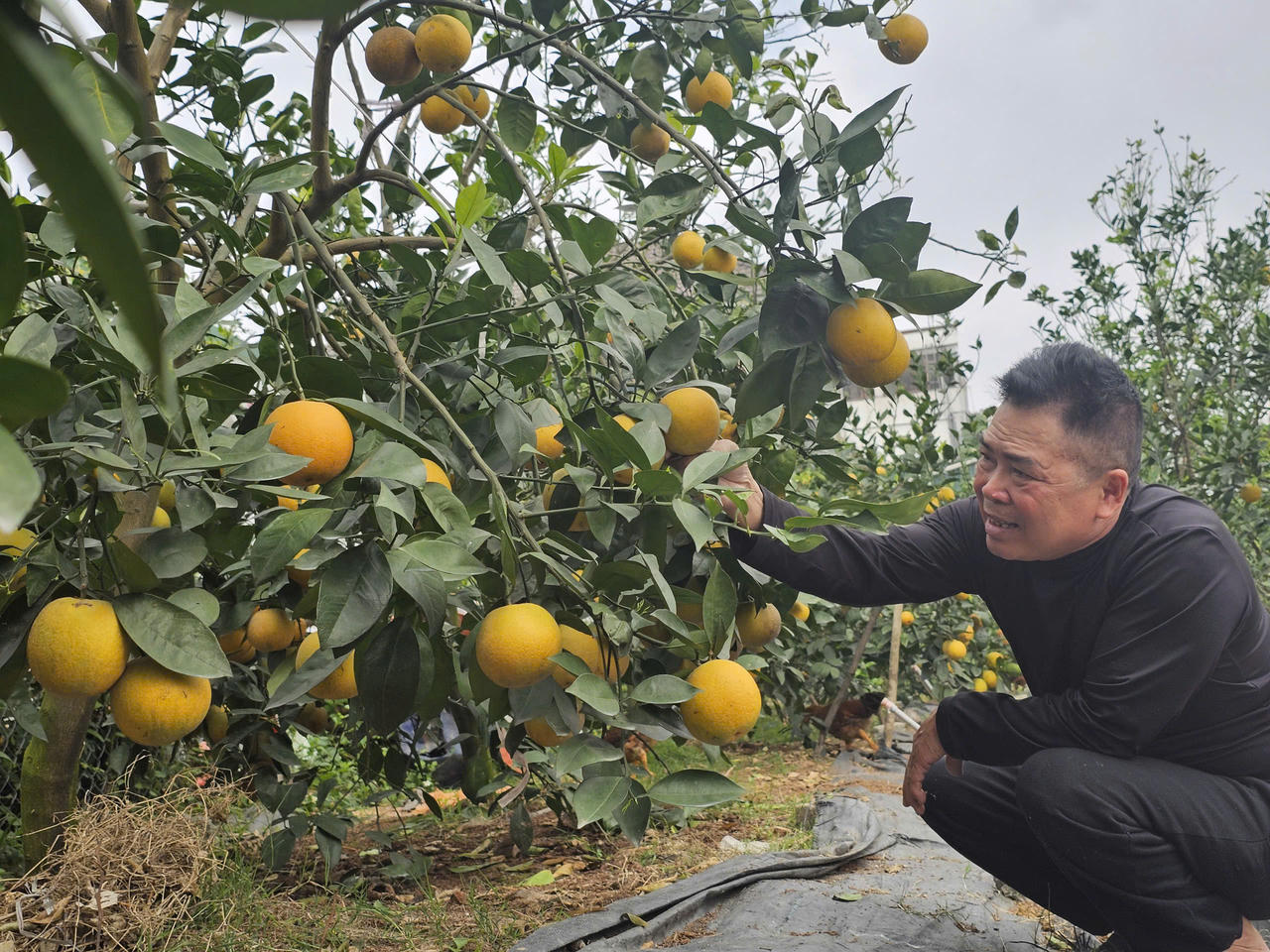  Cam “tiến vua” vào vụ đón Tết: Giữ từng quả như giữ vàng