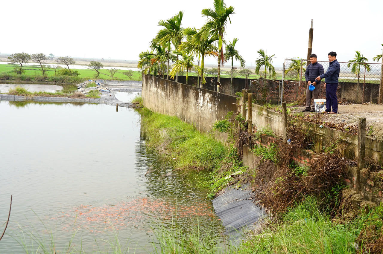 Sắc đỏ cá chép lấp lánh dưới mặt nước ao nuôi ở Ninh Châu những ngày giáp Tết.