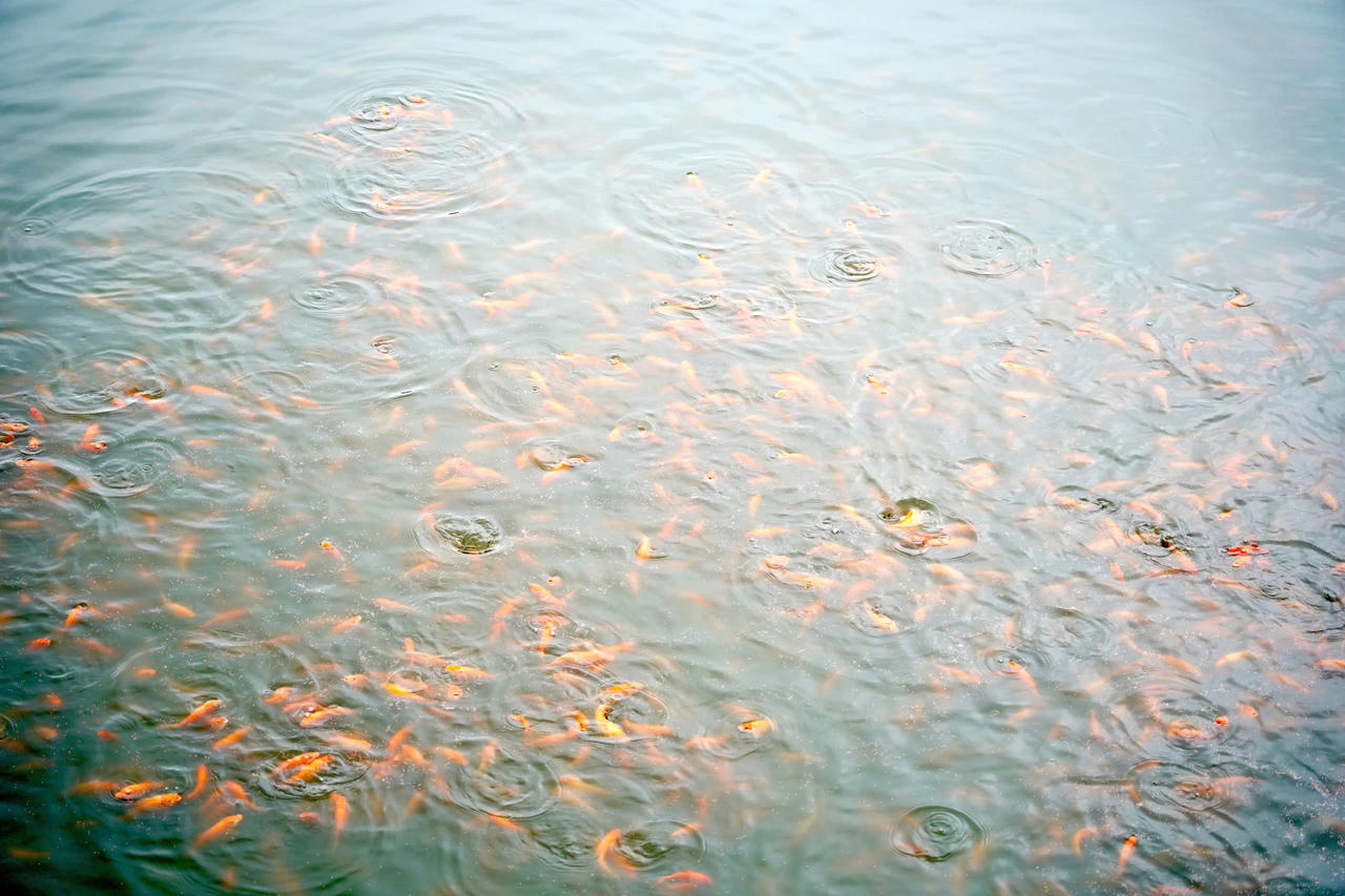 Cá chép đỏ được nuôi trong ao tại xã Ninh Châu, sẵn sàng bước vào vụ thu hoạch phục vụ ngày ông Công, ông Táo.