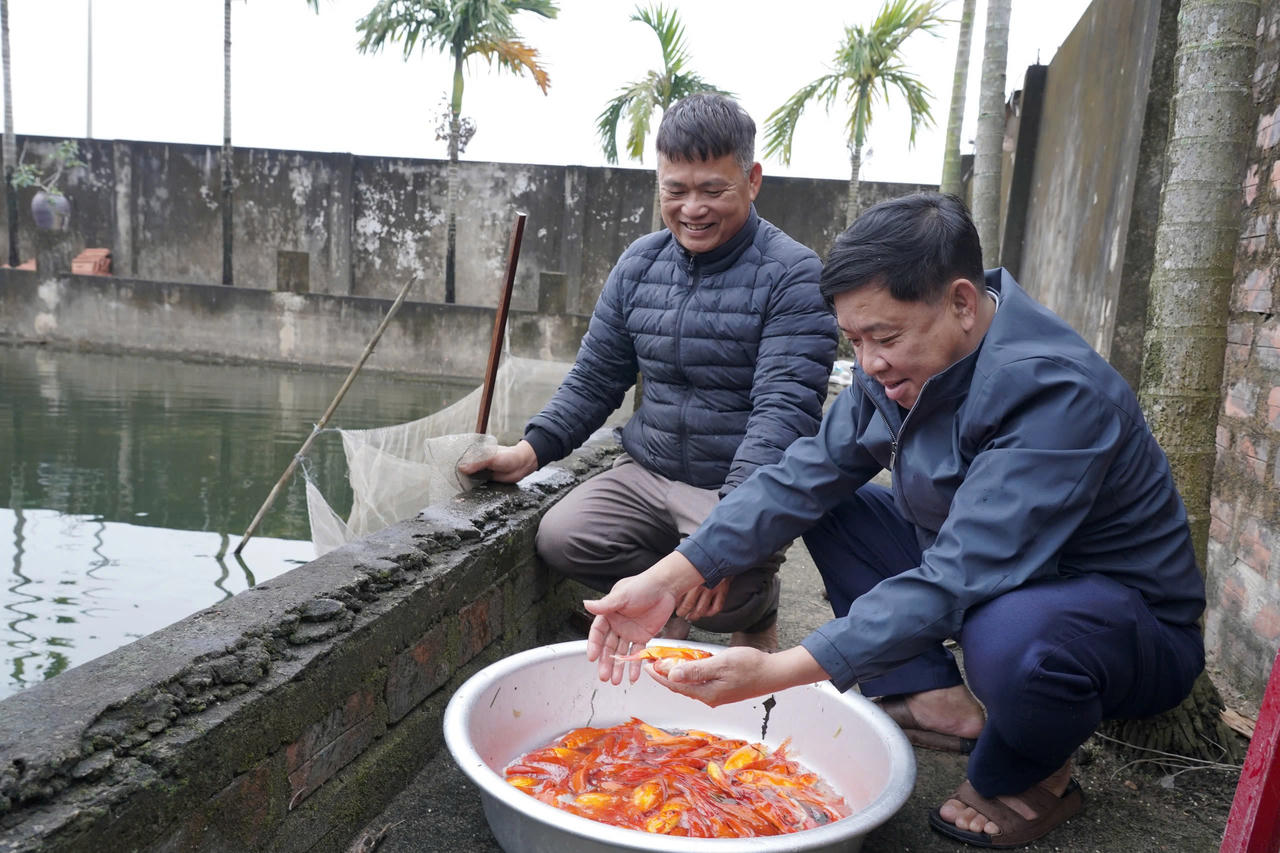 Cá chép đỏ Ninh Châu đạt kích cỡ đồng đều, màu sắc tươi, đáp ứng nhu cầu thị trường ông Công, ông Táo.