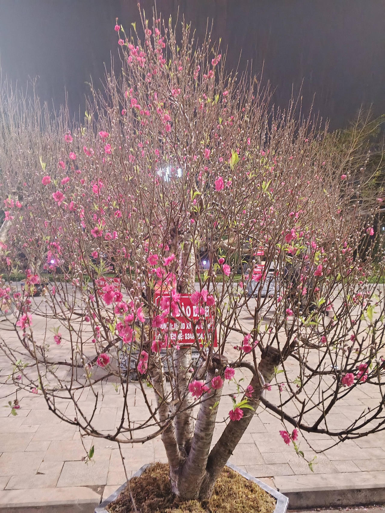 Cận cảnh vẻ đẹp hoa đào xứ Lạng.