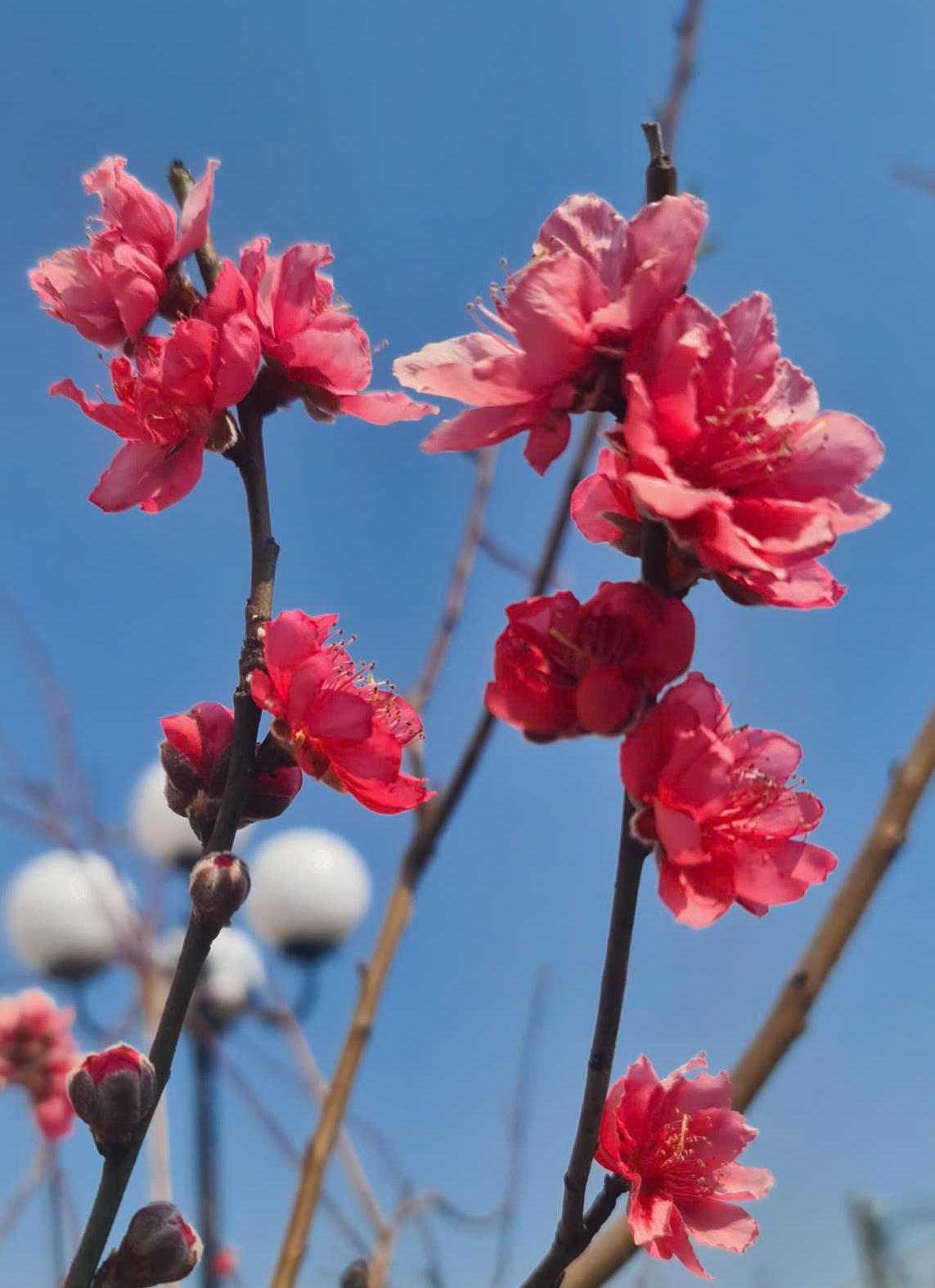 Khách quốc tế và vạn người xứ Lạng chiêm ngưỡng pháo hoa đêm khai mạc Lễ hội Hoa Đào xứ Lạng năm 2026