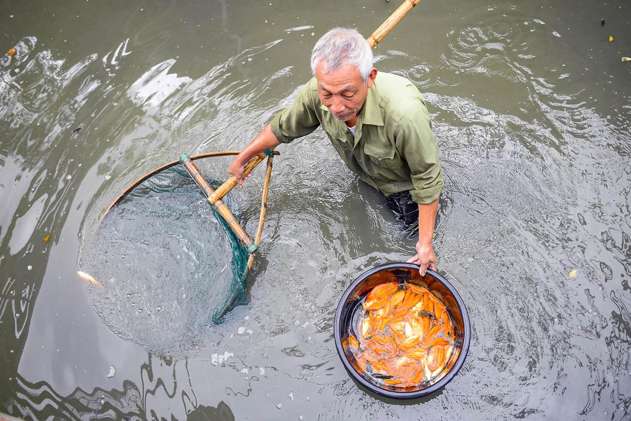 Làng nuôi cá chép đỏ tất bật vào vụ phục vụ Tết ông Công, ông Táo