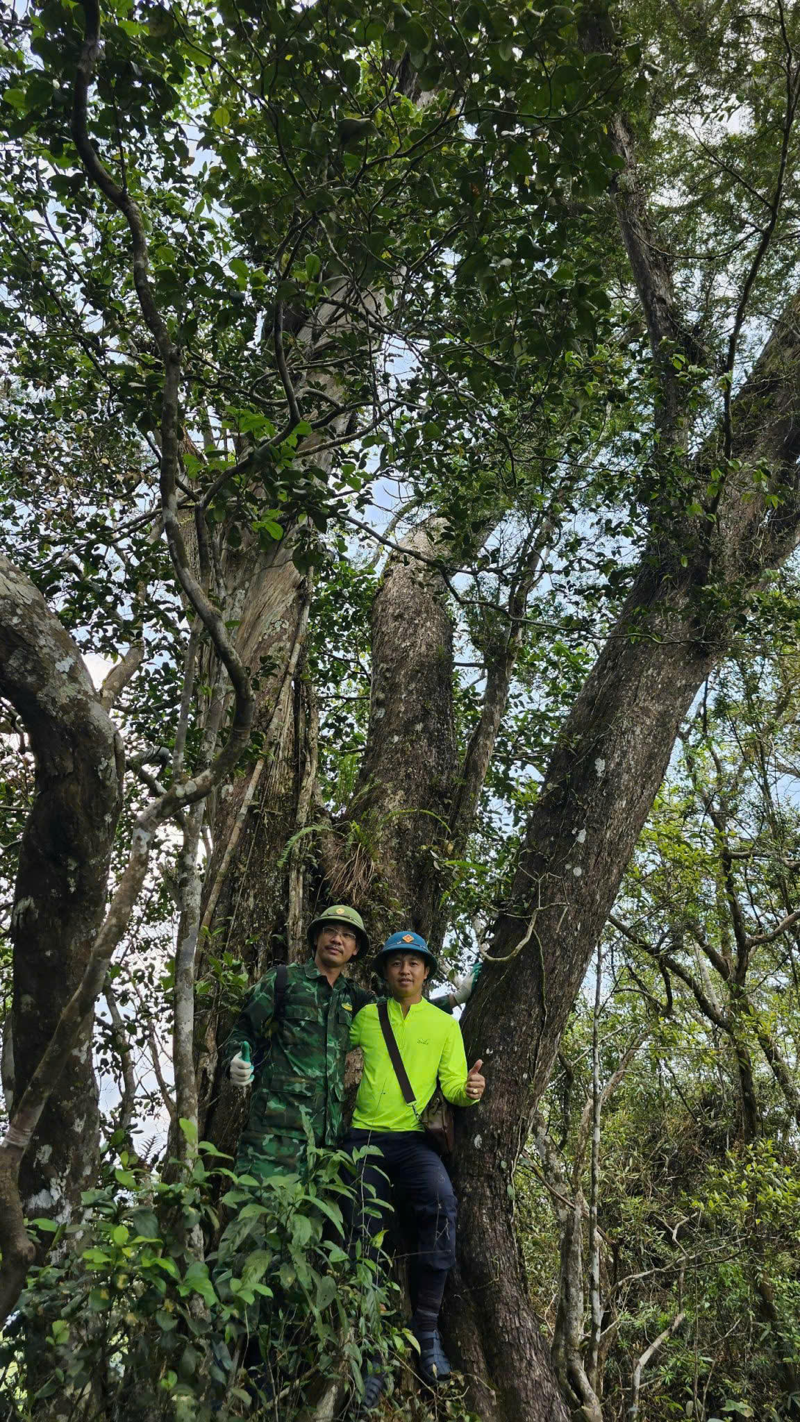 “Đại lão” bách xanh đá&nbsp;hàng trăm năm tuổi trong VQG Phong Nha – Kẻ Bàng.