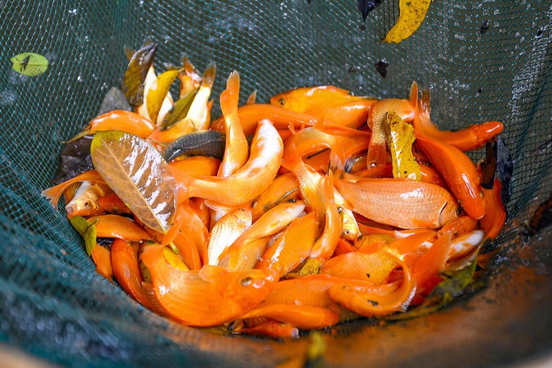 Làng nuôi cá chép đỏ ở xứ Thanh tất bật vào vụ 