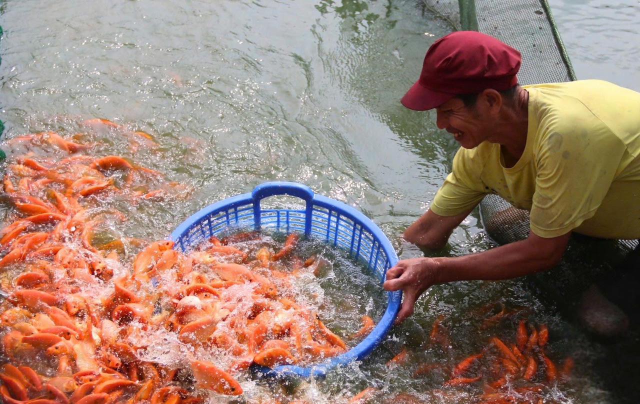 Ông Lê Doãn Cường cho biết nuôi cá chép đỏ phục vụ Tết đòi hỏi canh thời điểm thả giống chính xác.