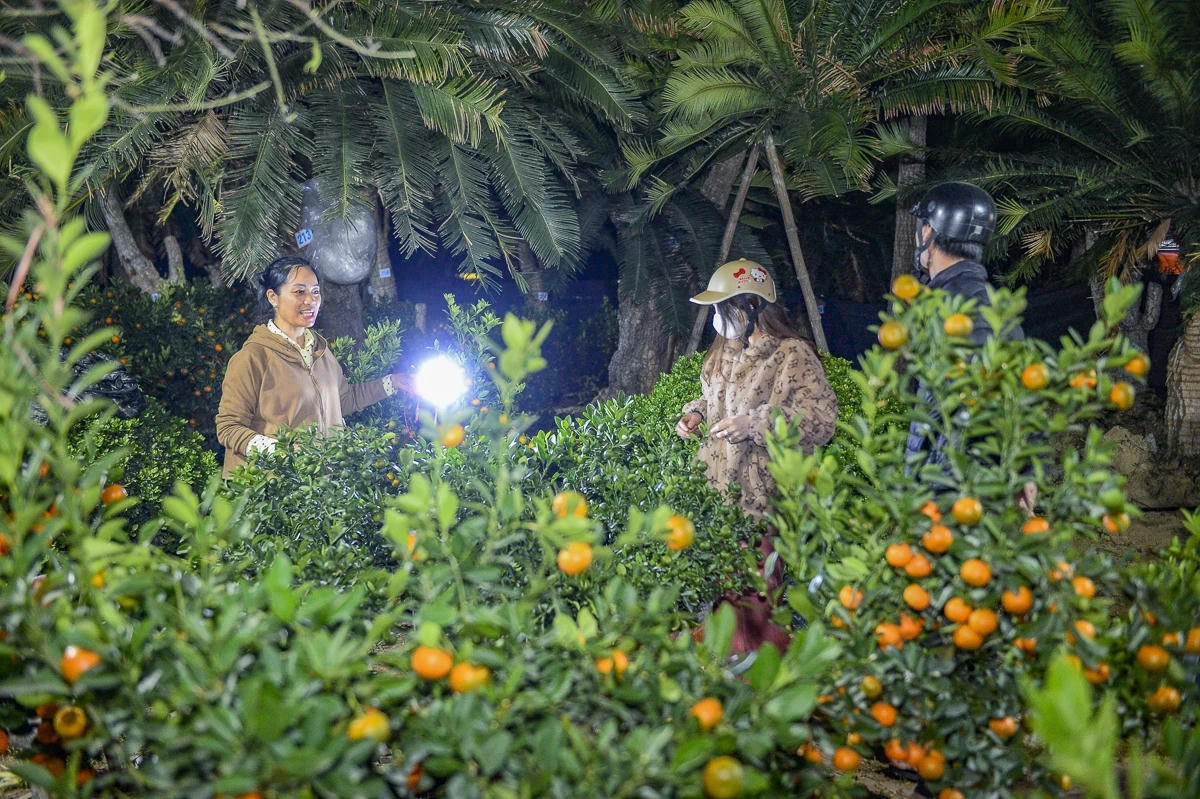 Theo chia sẻ của người buôn cây, sau ngày ông Công, ông Táo thì lượng khách mua hàng mới nhiều hơn.