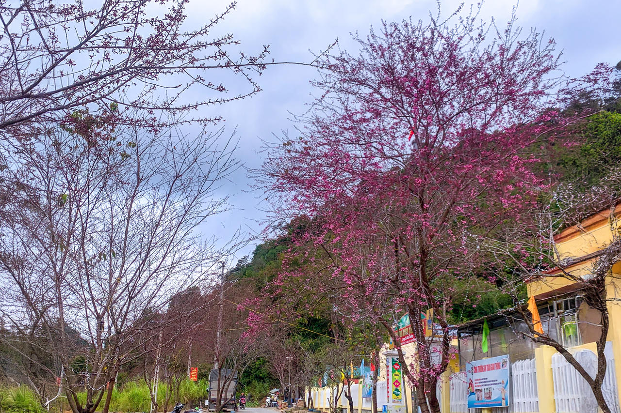 Hoa xuân trên núi đá