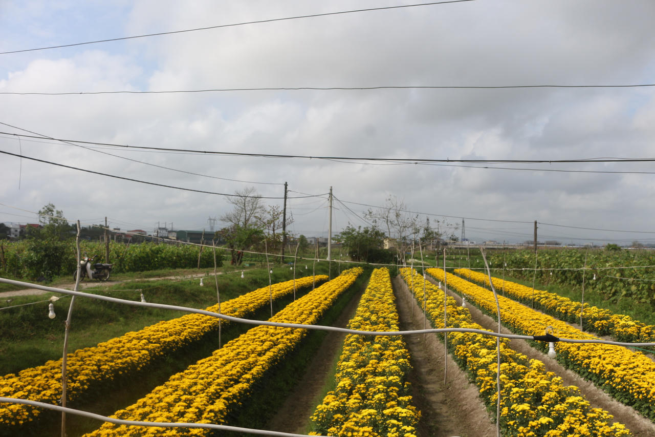 Thủ phủ hoa Quảng Trị vào vụ Tết: Sắc Xuân rộn ràng, nỗi lo thời tiết đan xen
