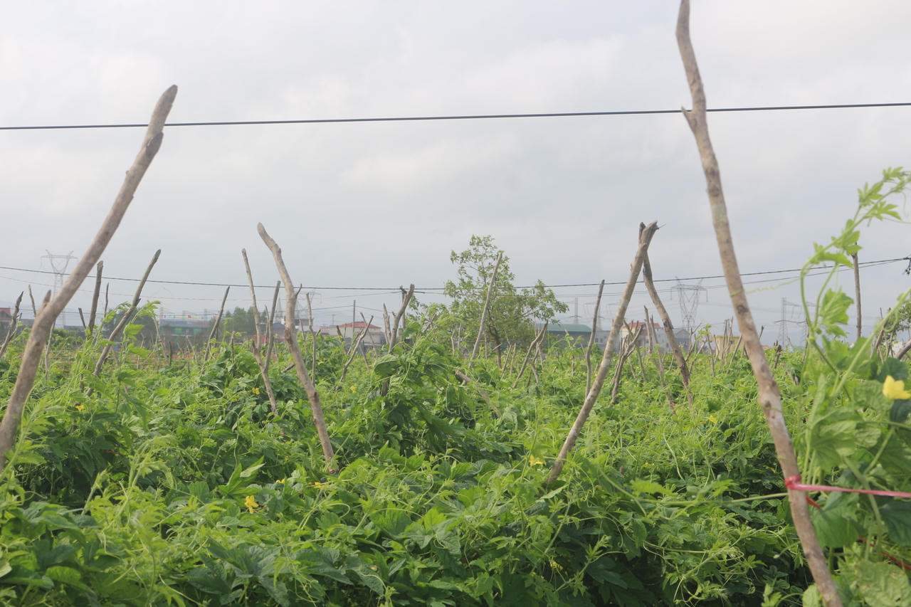 Thủ phủ hoa Quảng Trị vào vụ Tết: Sắc Xuân rộn ràng, nỗi lo thời tiết đan xen