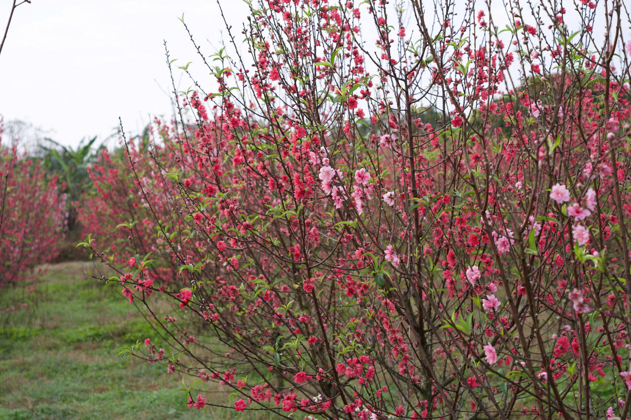 Nhiều diện tích đào nở sớm do thời tiết nắng ấm kéo dài, khiến người trồng hoa thấp thỏm trước vụ Tết.
