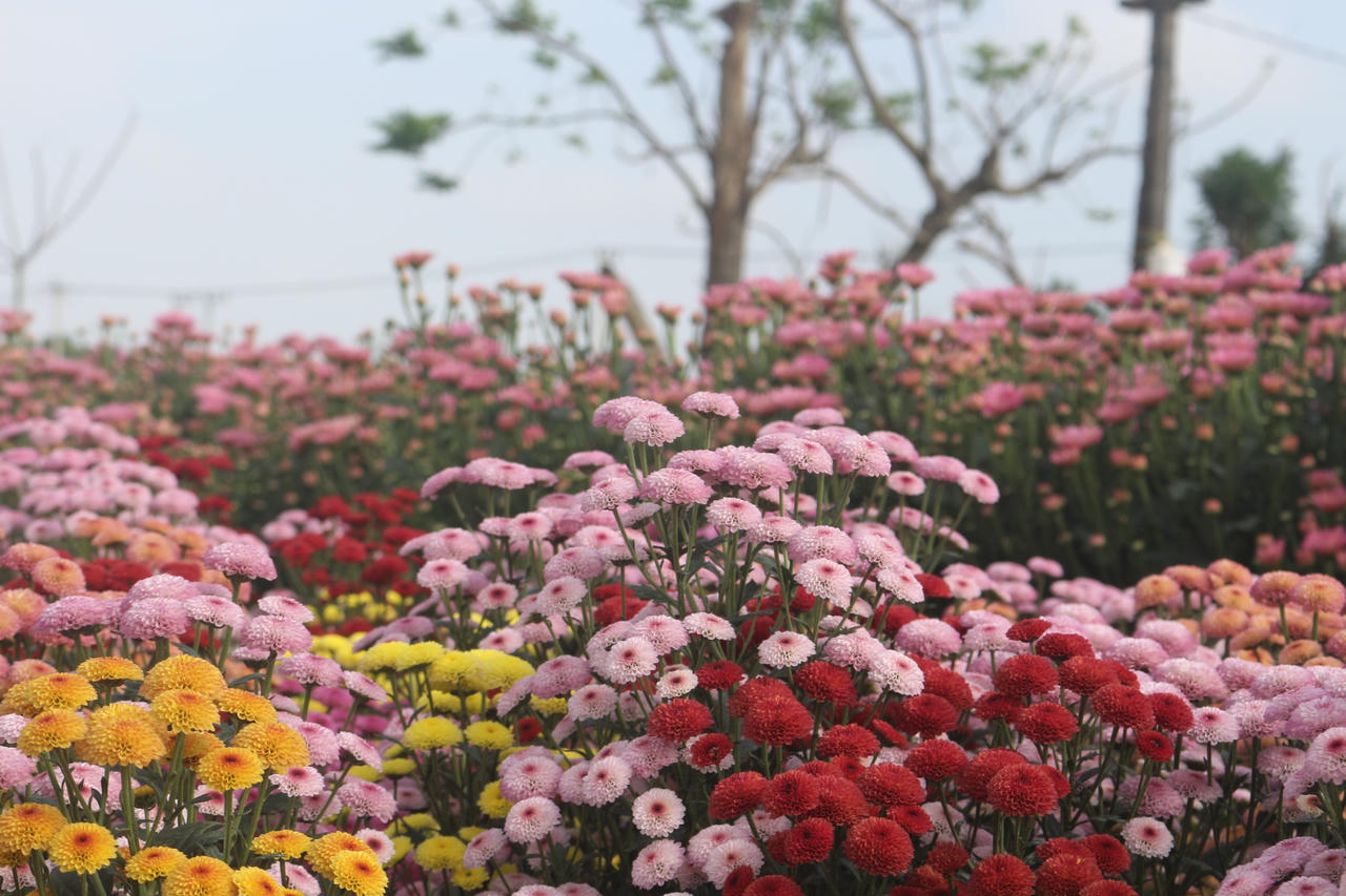 Thủ phủ hoa Quảng Trị vào vụ Tết: Sắc Xuân rộn ràng, nỗi lo thời tiết đan xen