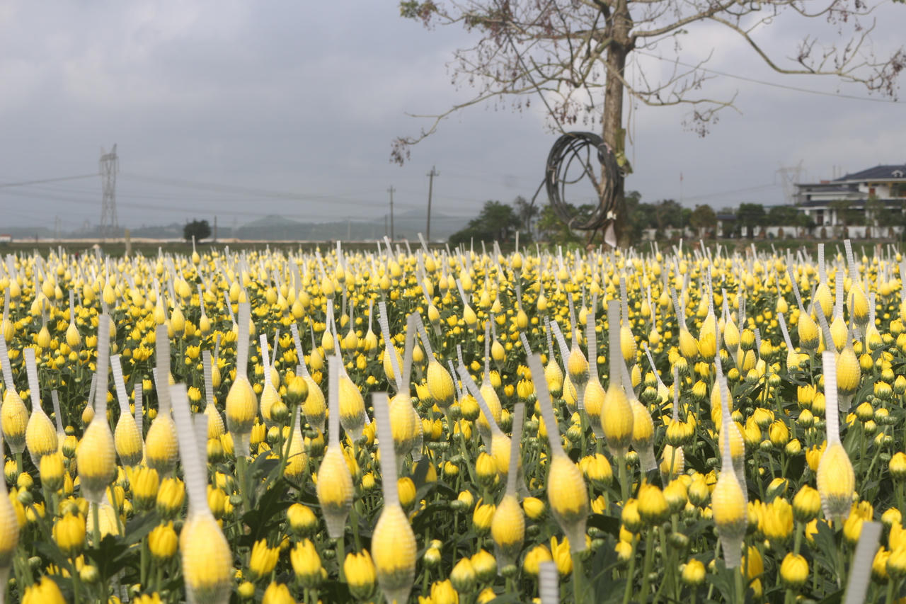 Hoa Tết tại phường Ba Đồn được trồng theo hướng thâm canh, cho màu sắc tươi, dáng bông đều.