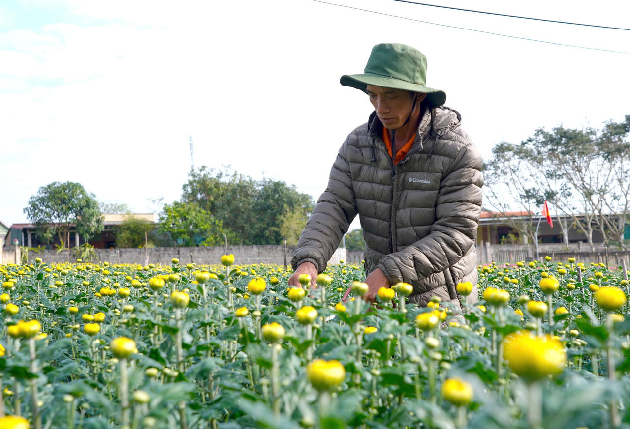 Người trồng hoa Lý Trạch chăm chút từng luống hoa trong giai đoạn nước rút của vụ Tết.
