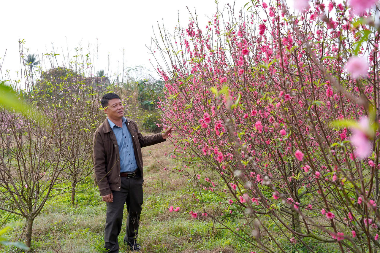 Vụ hoa Tết ở Quảng Trị bước vào chặng nước rút, vừa rộn ràng thu hoạch, vừa canh cánh nỗi lo thời tiết.