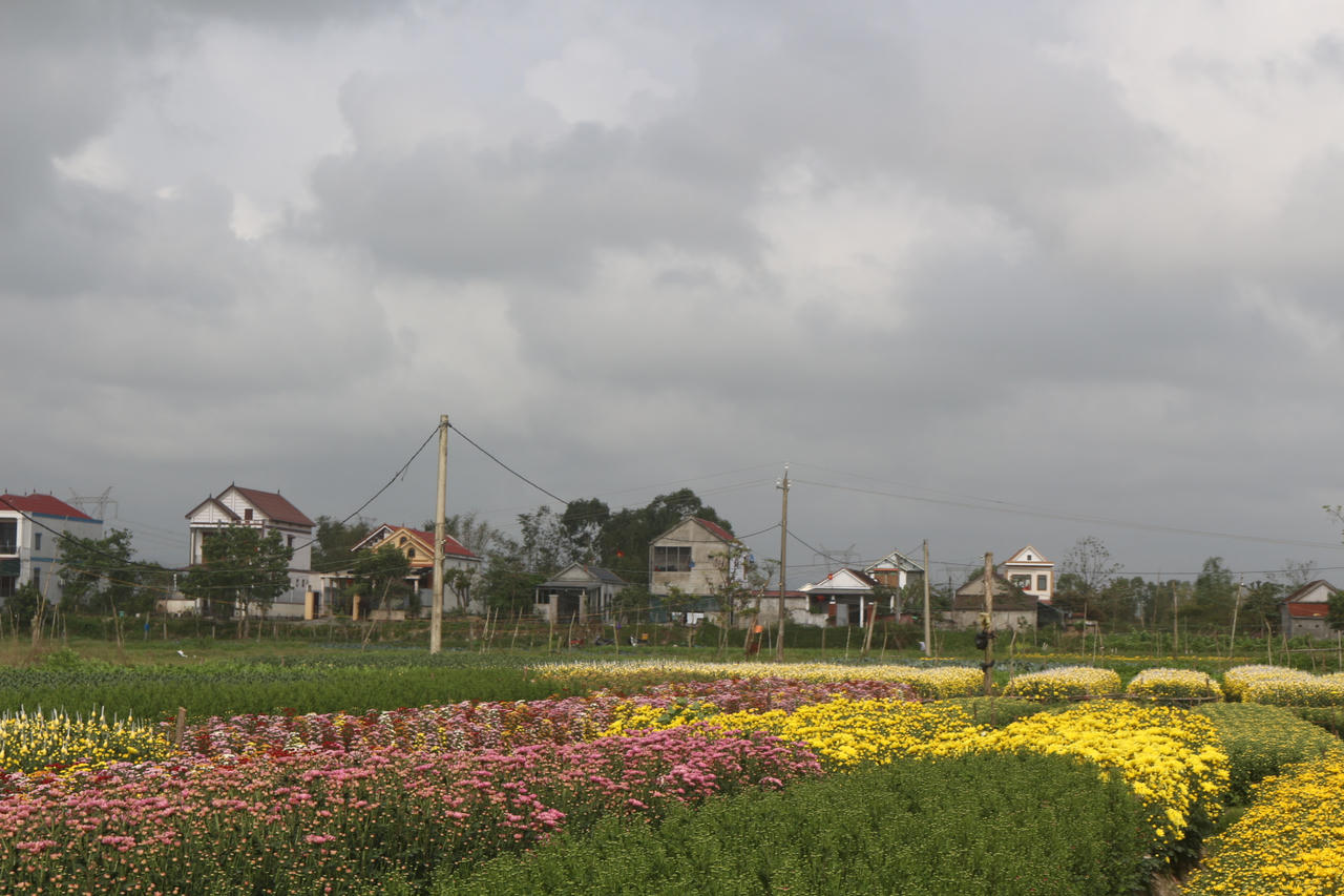 Sắc hoa rực rỡ đủ màu trên cánh đồng trồng hoa Quảng Long, báo hiệu mùa Xuân đang đến gần.