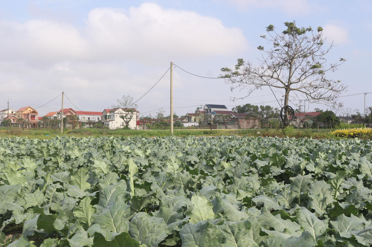 Thủ phủ hoa Quảng Trị vào vụ Tết: Sắc Xuân rộn ràng, nỗi lo thời tiết đan xen