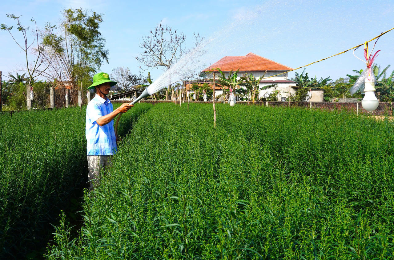 Cánh đồng hoa xanh mướt ở ở Lý Trạch được chăm sóc kỹ lưỡng, sẵn sàng cung ứng cho thị trường Tết.