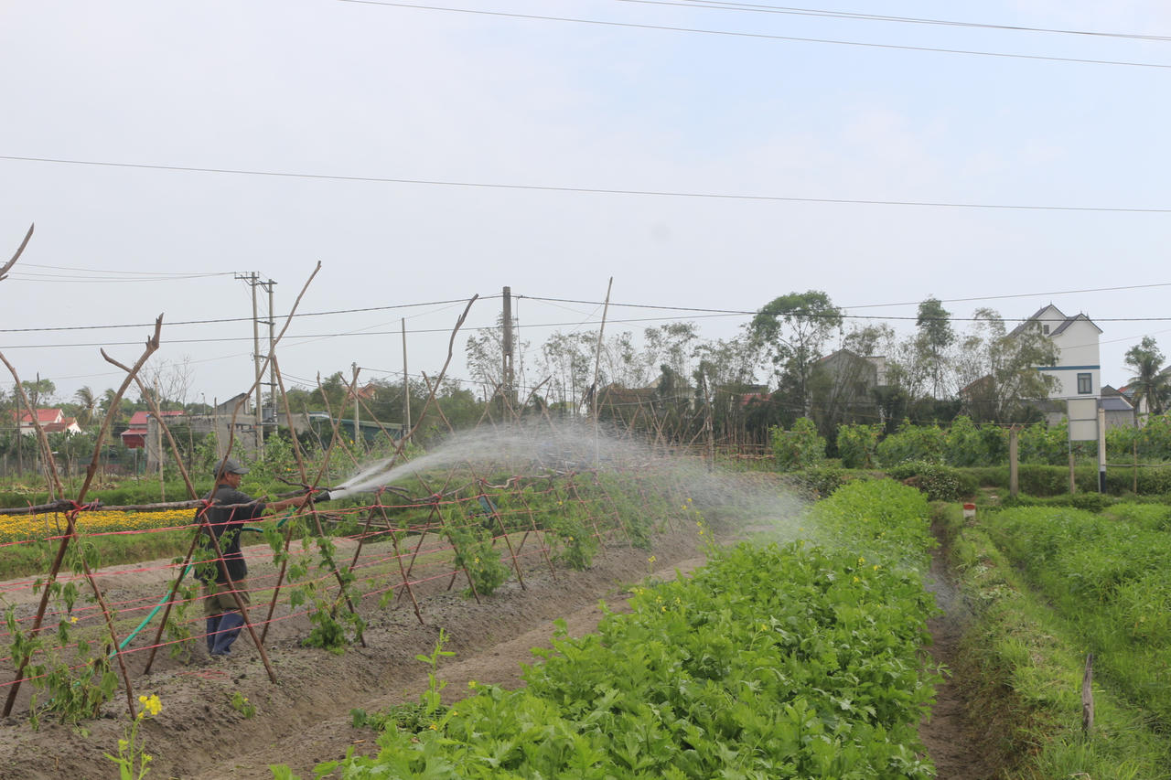 Thủ phủ hoa Quảng Trị vào vụ Tết: Sắc Xuân rộn ràng, nỗi lo thời tiết đan xen