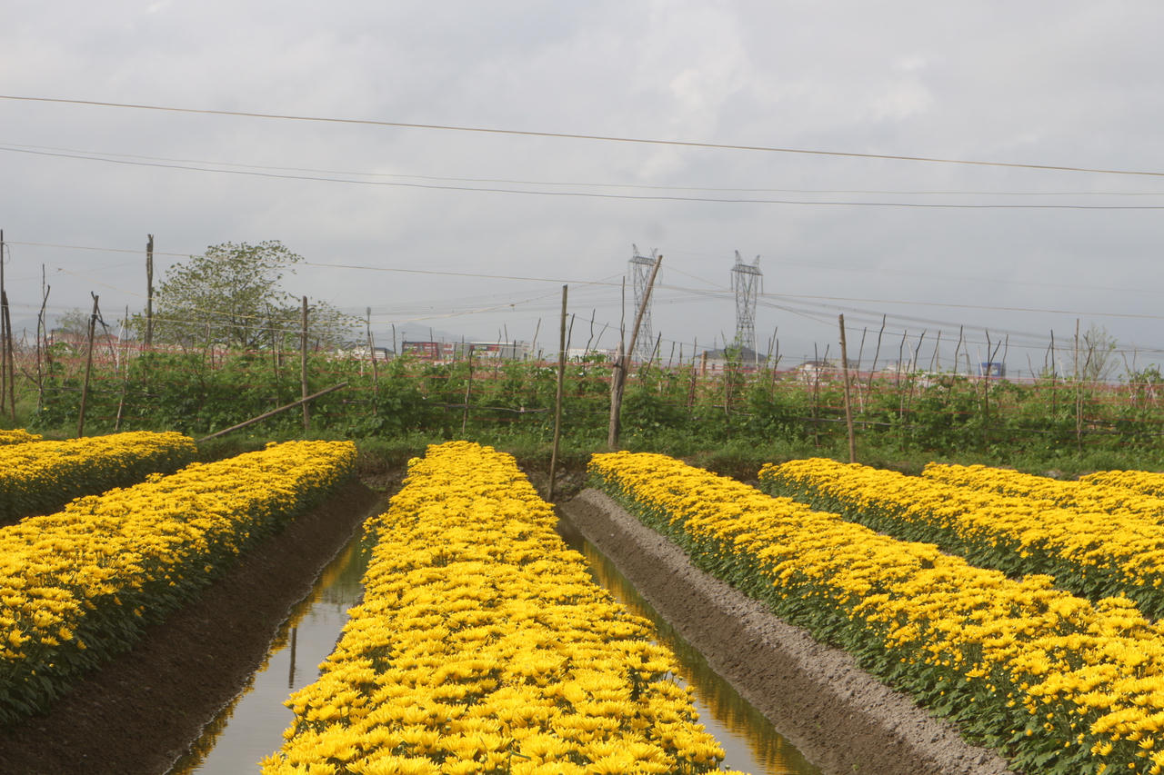 Thủ phủ hoa Quảng Trị vào vụ Tết: Sắc Xuân rộn ràng, nỗi lo thời tiết đan xen