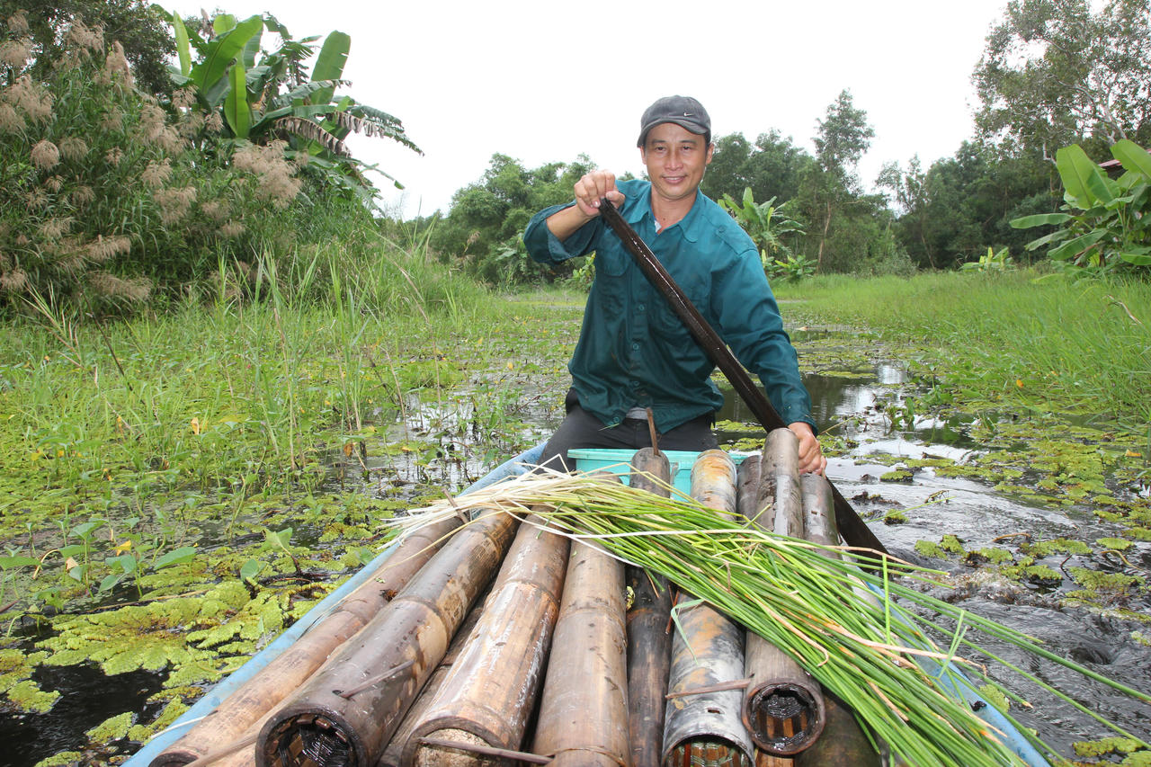 Ông Khanh bơi xuồng ba lá mang theo trúm, dò tìm bãi cỏ năng, cỏ lác để đặt hom; sáng hôm sau thăm trúm, thu được những con lươn vàng óng, mập tròn, nhiều trúm dính từ 1 - 2 con.