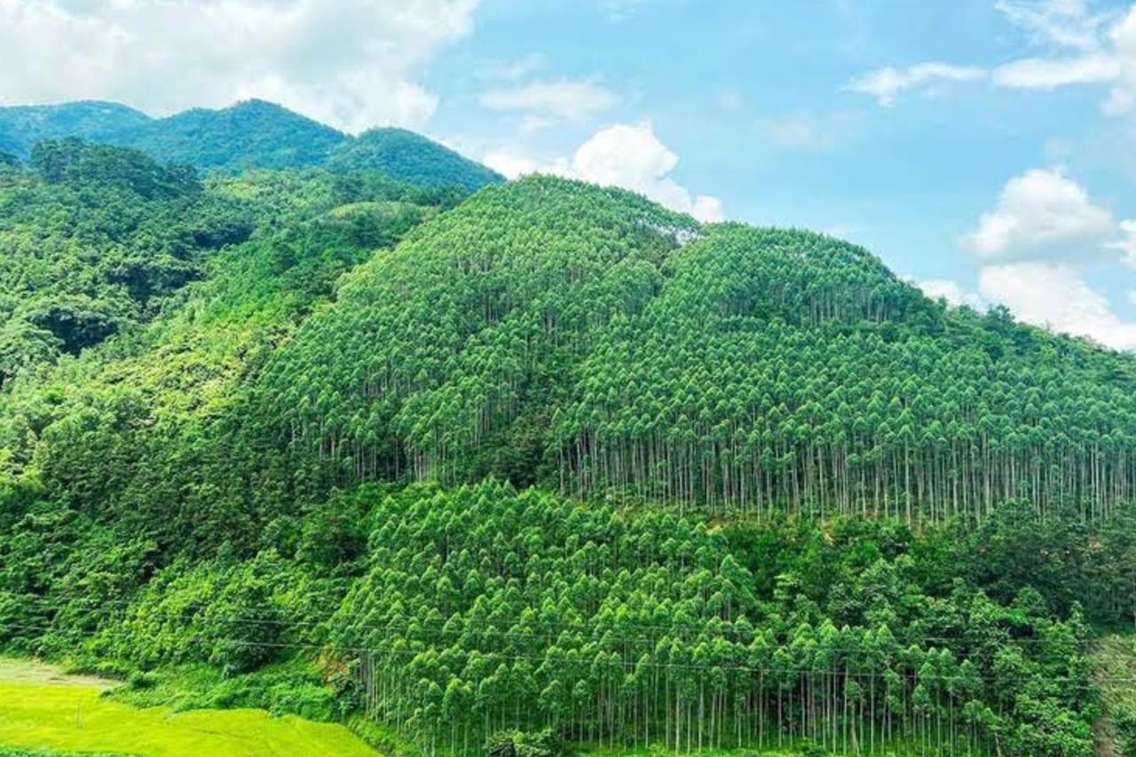 Sau 5 năm triển khai Đề án “Trồng một tỷ cây xanh giai đoạn 2021 - 2025”, cả nước đã trồng được trên 1,439 tỷ cây xanh, vượt 43,9% so với mục tiêu đề ra. 
(Nguồn: Bộ NN&MT)
