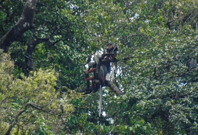 Cá thể voọc chà vá chân nâu được phát hiện tại xã Ba Lòng.