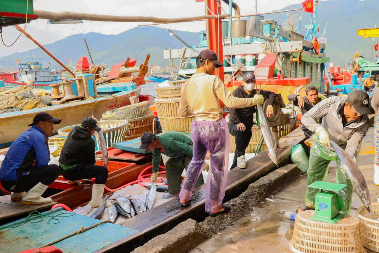 Ngư dân miền Trung rộn ràng những chuyến biển cuối năm, siết chặt chống khai thác IUU