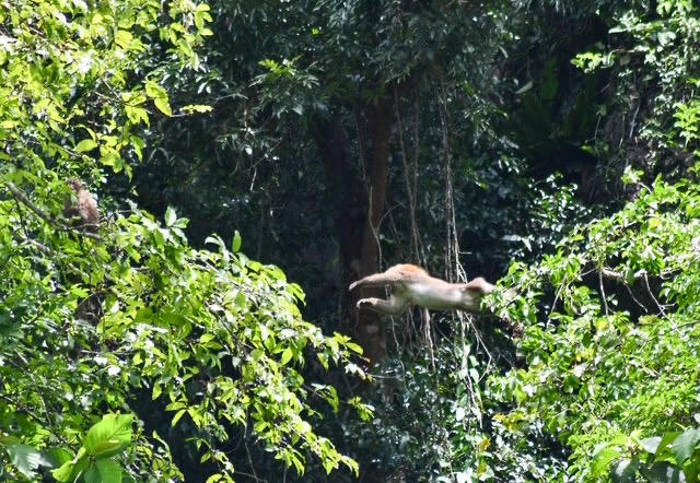 “Mái nhà” chung của những loài linh trưởng