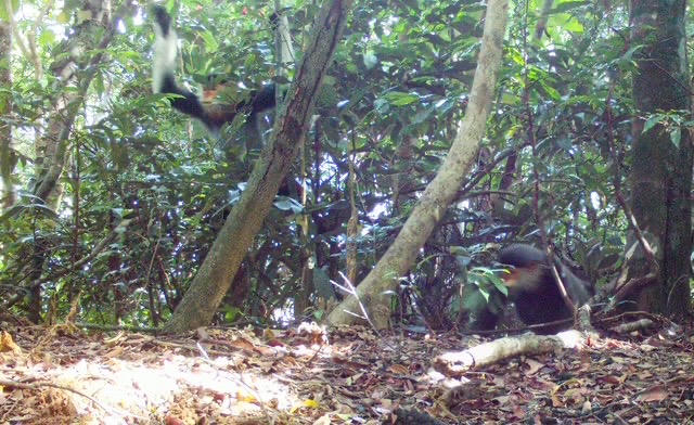 Đàn voọc chà vá chân nâu được ghi nhận thông qua bẫy ảnh.