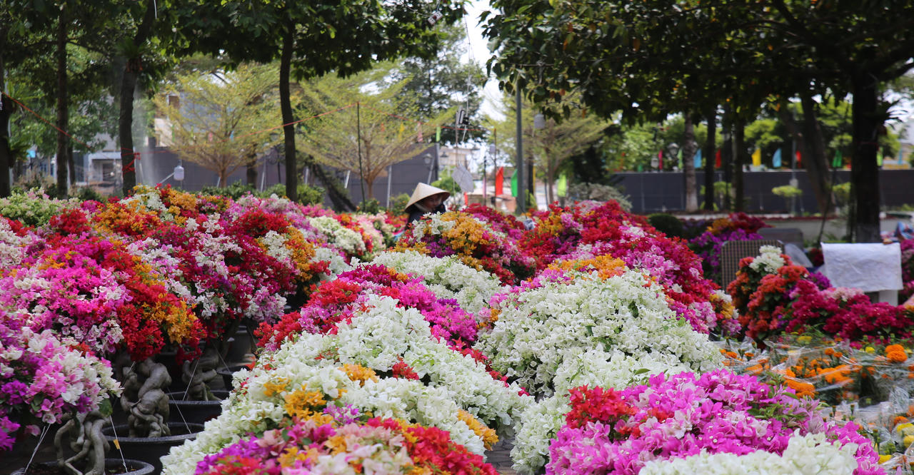 Hoa giấy có nhiều loại với màu sắc nổi bật được các thương lái ở miền Tây đưa lên bán, tạo không gian đa màu sắc và thơ mộng.