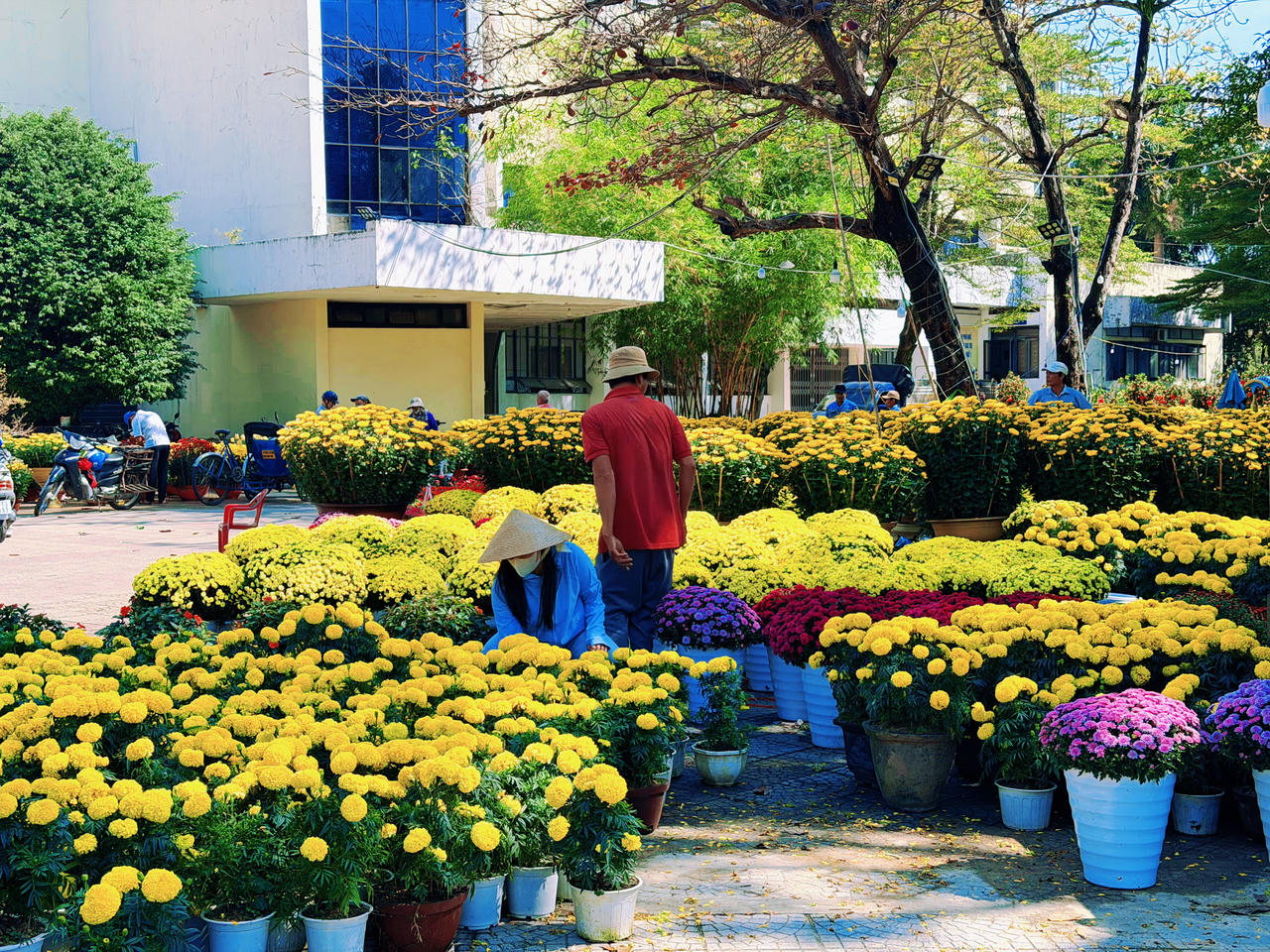 Cúc là loại hoa được ưa chuộng nhất dịp Tết.