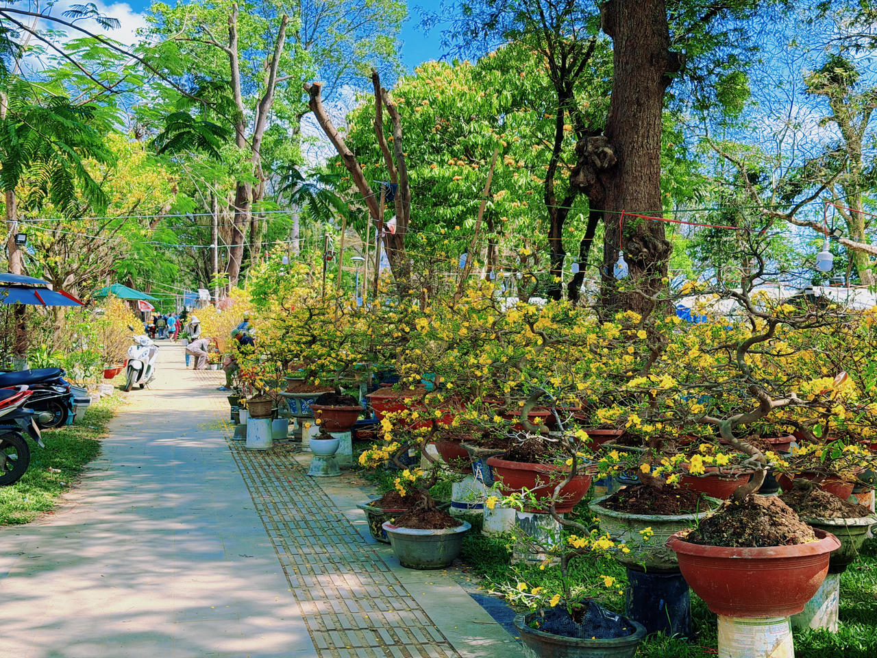 Mai vàng khoe sắc dọc lối đi, tạo nên không gian xuân rực rỡ.