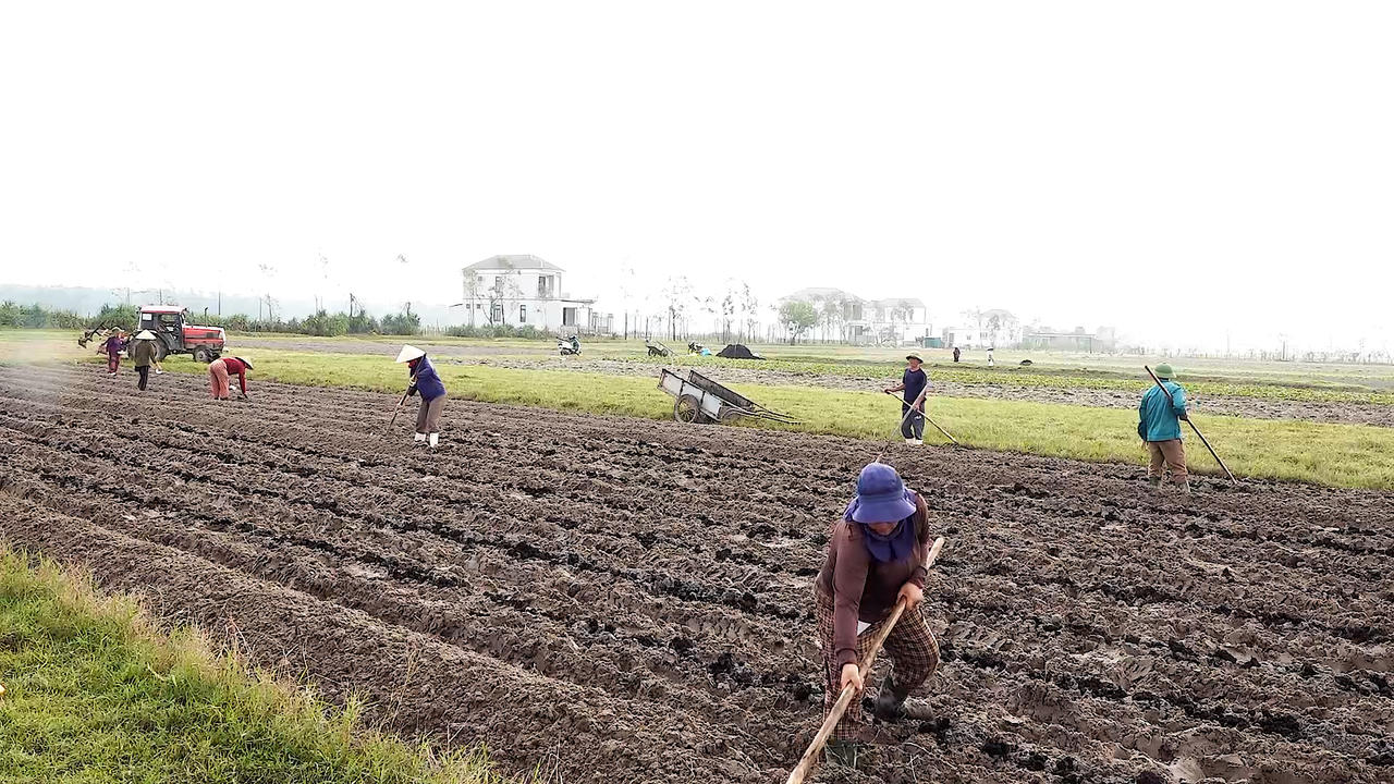 Người dân phường Bắc Gianh xuống đồng, chuẩn bị vụ sản xuất mới.