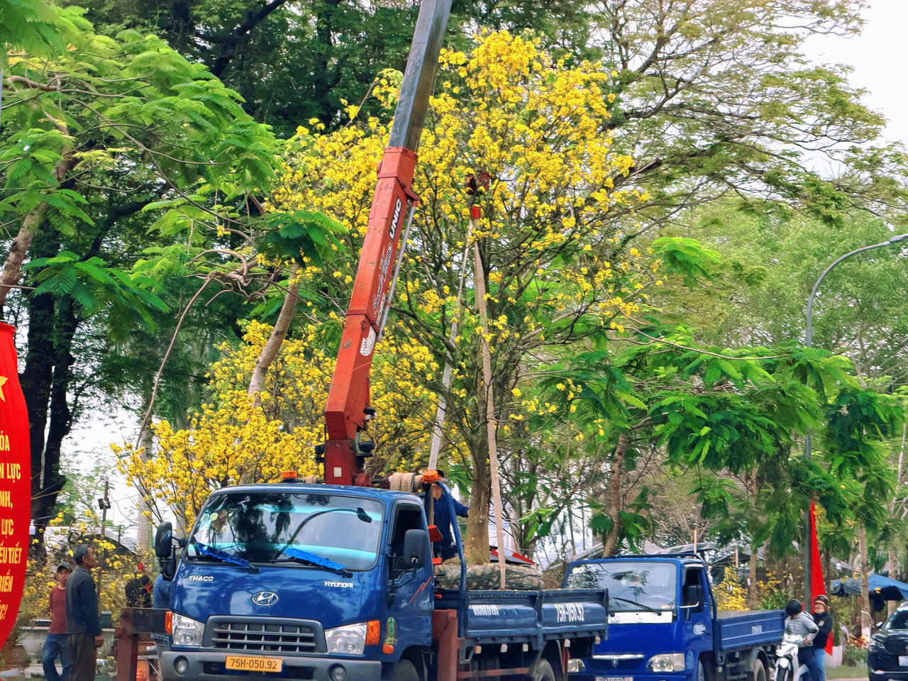 Vận chuyển, sắp đặt mai vàng tại các điểm trưng bày, hoàn thiện dần không gian xuân trên các tuyến phố trung tâm.