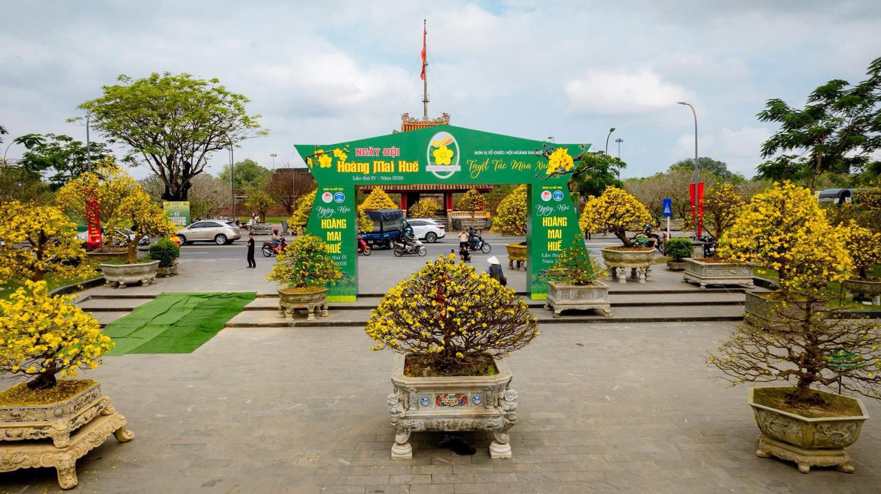 Không gian Hoàng mai rực rỡ những ngày giáp Tết.