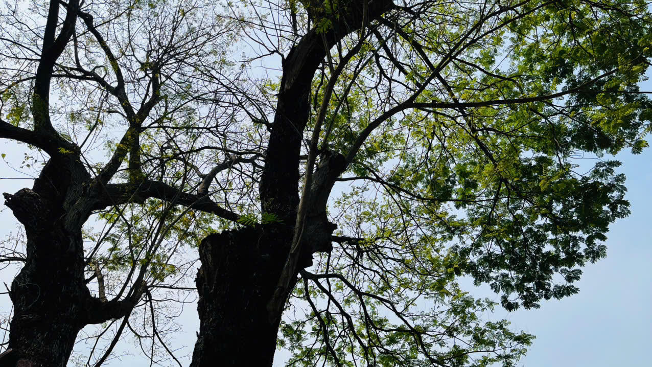 Lắng lòng tại không gian tưởng niệm nạn nhân COVID-19 giữa lòng thành phố