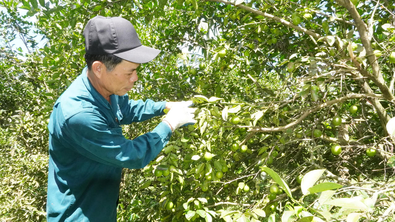 Cây chanh được trồng xen canh trong khu vườn nhiều loại cây trái đã mang về nguồn thu nhập khá cho nhiều hộ nông dân.