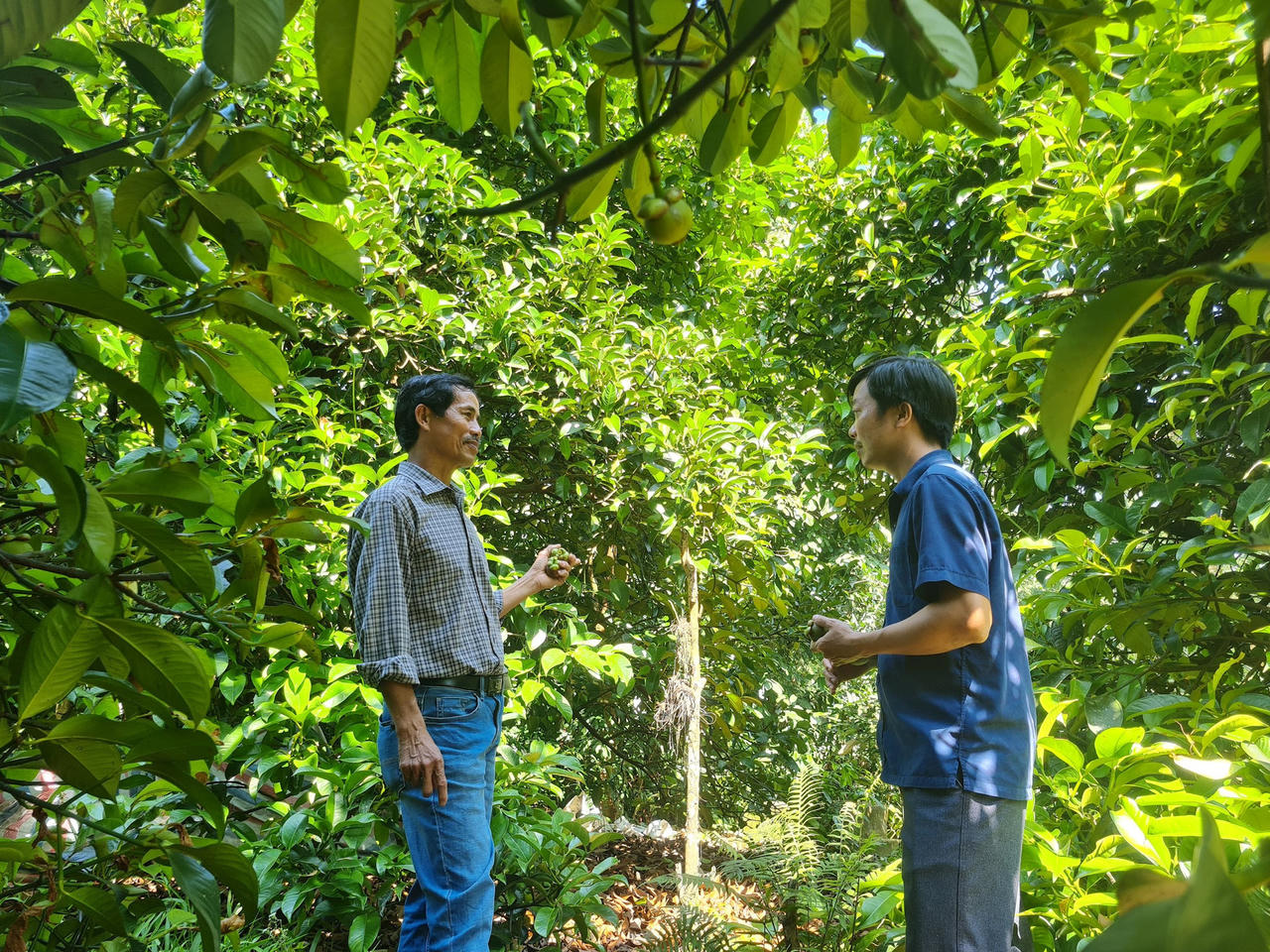 Người dân xã Sơn Cẩm Hà đã mạnh dạn cải tạo vườn tạp, ứng dụng khoa học kỹ thuật, đầu tư các loại cây trái có giá trị kinh tế cao hơn.