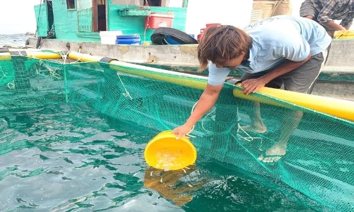 Mô hình nuôi cá chim vây vàng lồng HDPE đạt chuẩn VietGAP tại đảo Hòn Chuối – hướng tới liên kết tiêu thụ, kết hợp du lịch sinh thái, nâng cao giá trị kinh tế cho người nuôi và địa phương (Ảnh: Linh Mụi).