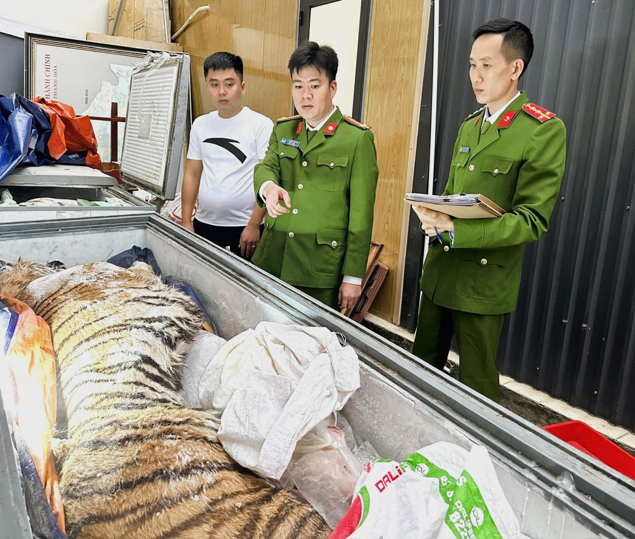 Cá thể hổ đã được các đối tượng cấp đông.